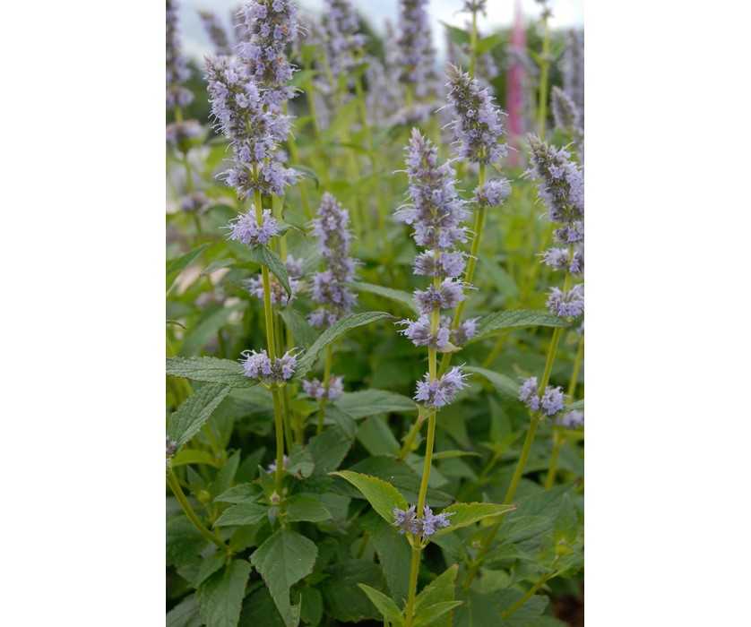 Blue Fortune Hyssop